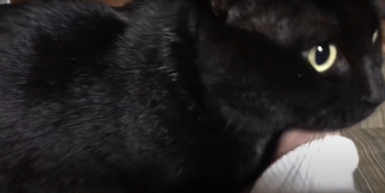 ママさんの下に行く天くん