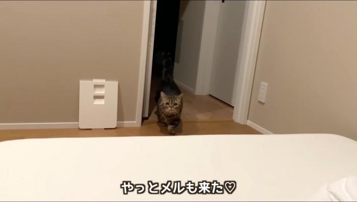寝室に入ってくるキジトラ猫