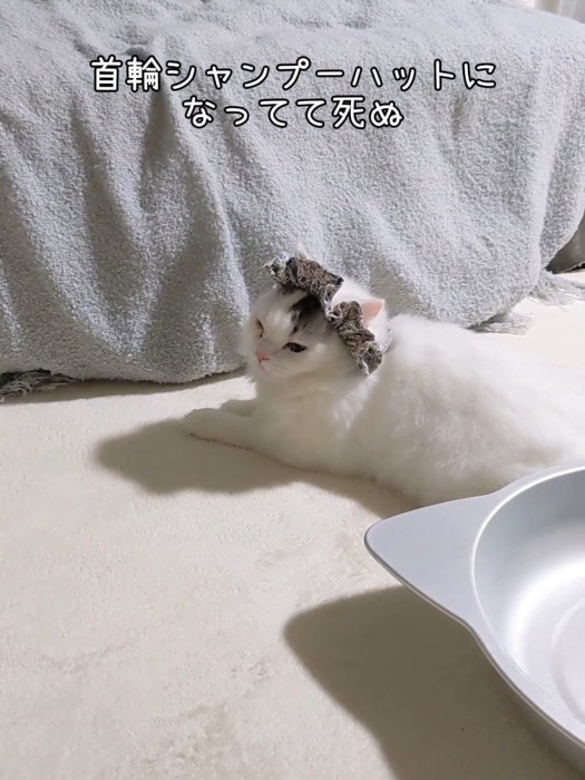 ひとりですわる猫