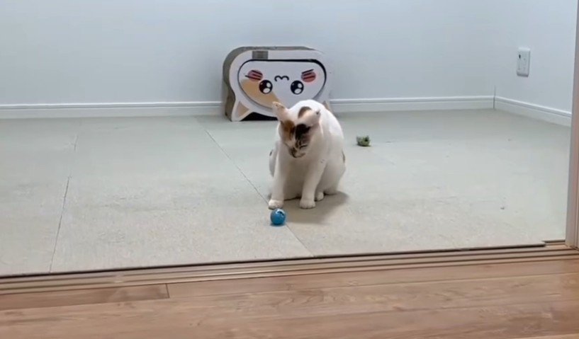 ボール遊び中の猫