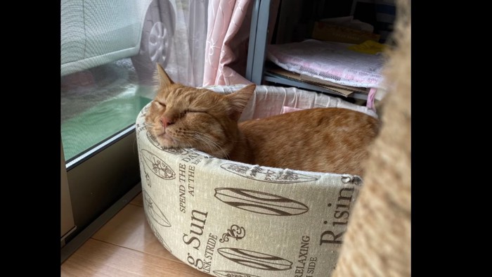 猫ベッドで寝る猫