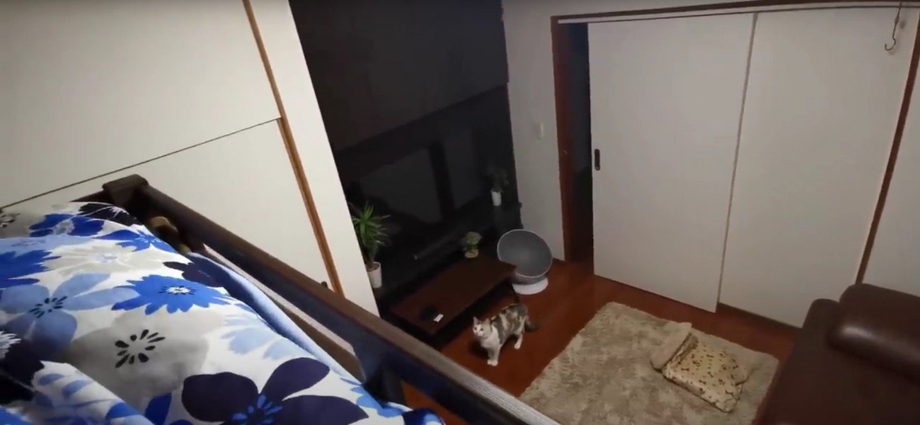 見上げている猫