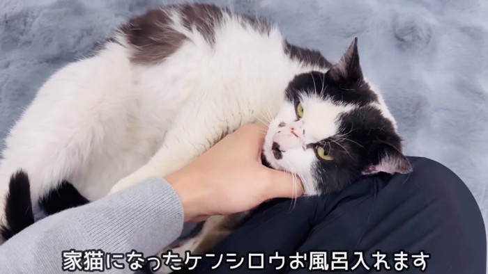 パパに顎を撫でられる白黒猫
