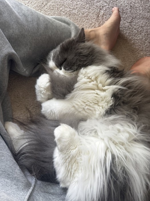 しっぽを抱えて寝る猫