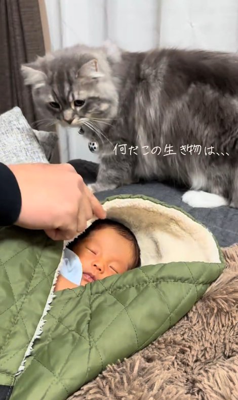 眠る赤ちゃんのそばに猫