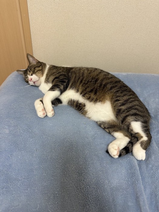 寝ている黒い短毛猫