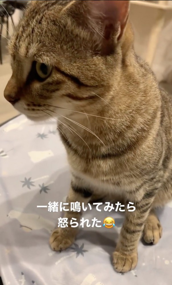 小さく鳴く猫