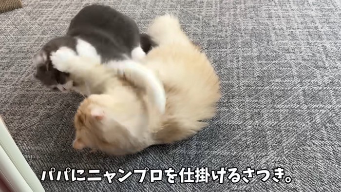 にゃんプロを仕掛けていきます！