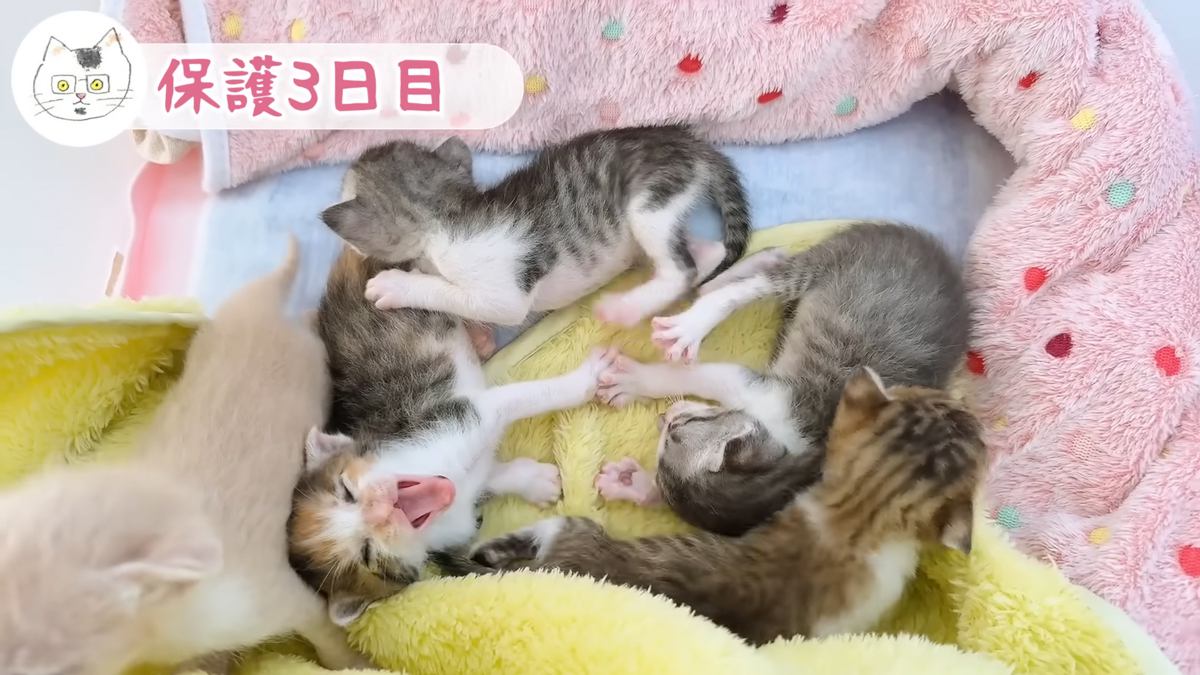 あくびが連鎖する子猫たち