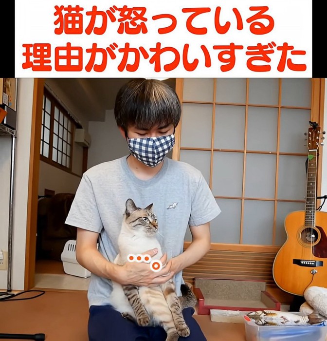 抱っこされる猫