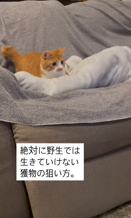 猫じゃらしを見るセッタくん