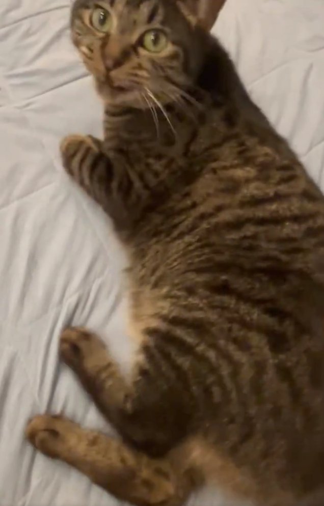 ゴキゲンないろはちゃん
