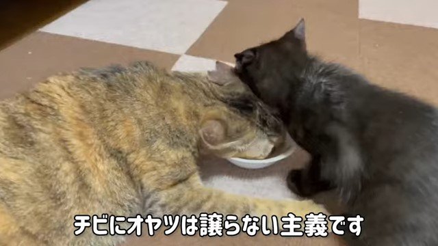 黒猫をおしのけておやつを食べる猫