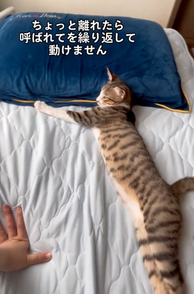 不服そうな猫