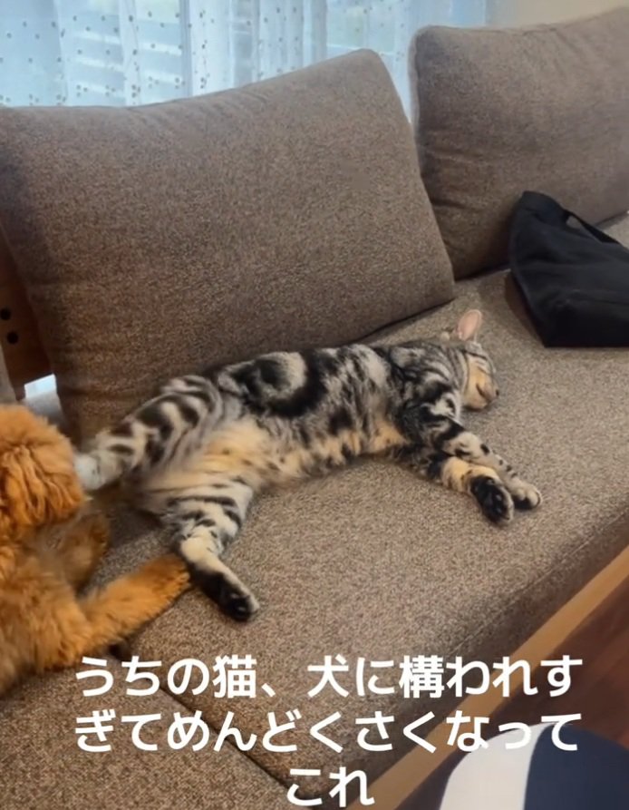 キックする猫
