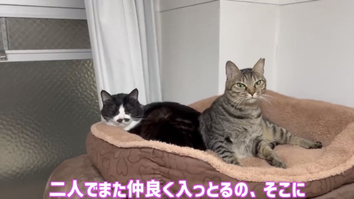 キャットタワーのベッドで寝ている猫2匹