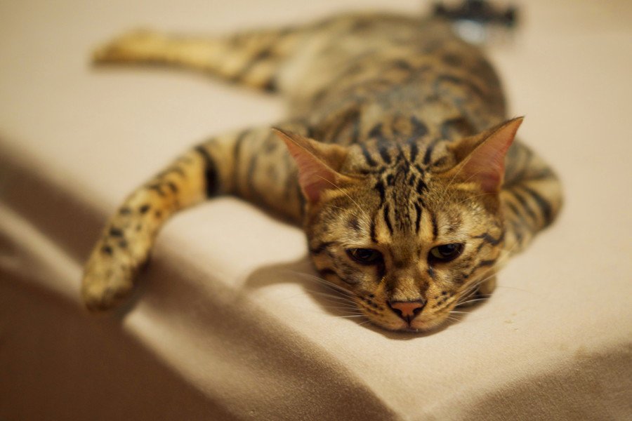 しょんぼりする猫