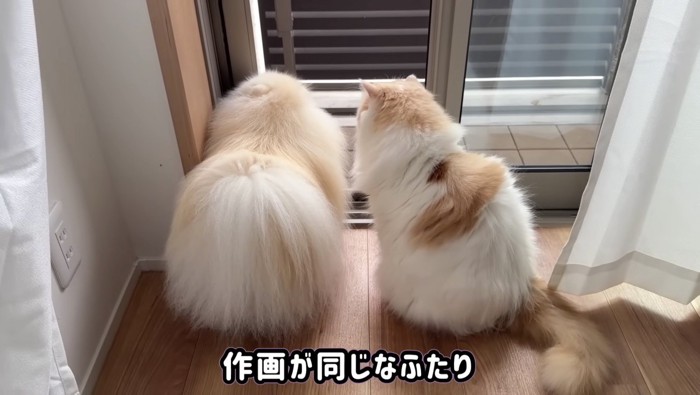 作画が同じなふたり