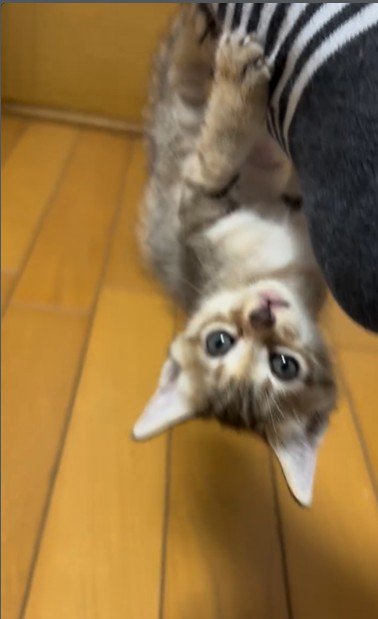 人の足に掴まってぶら下がっている子猫