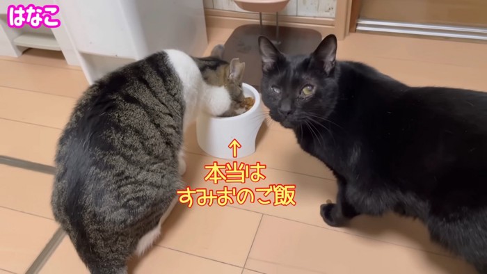 本当はすみおくんのゴハンでした