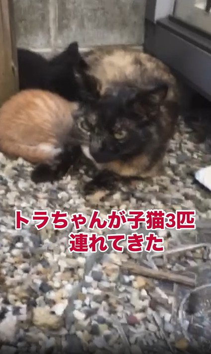3匹の子猫と母猫