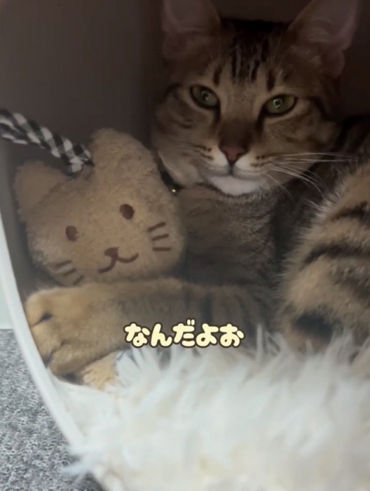 タオルを抱きしめる猫