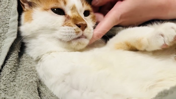 ママに抱っこされる茶白猫