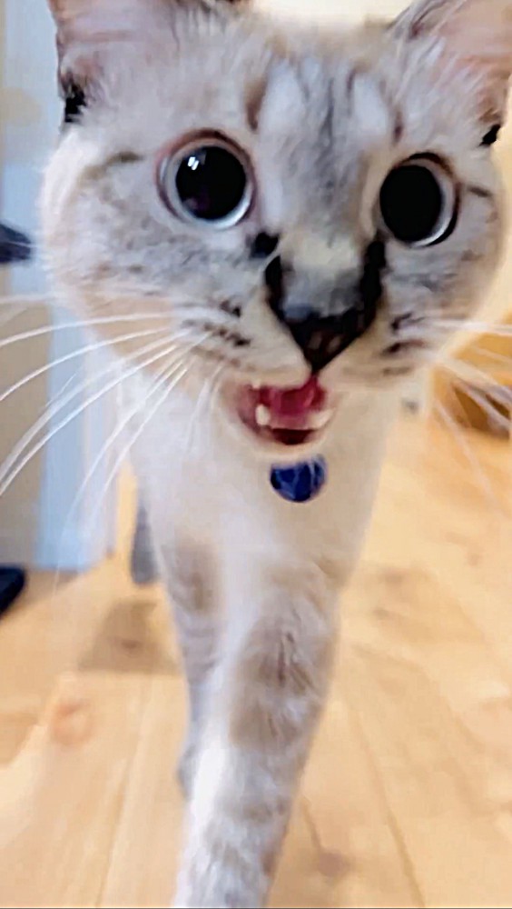 鳴きながら近づくシャムトラ