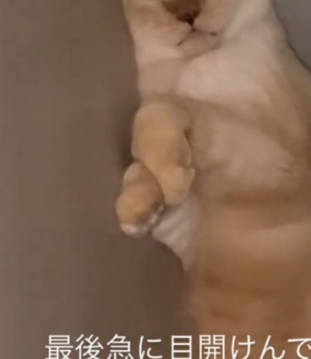 腕を組む猫ちゃん