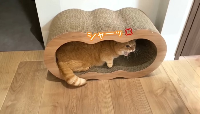 爪とぎの中でシャー