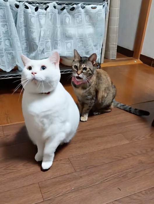 2匹の猫