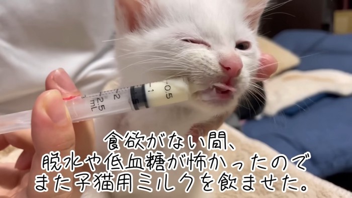 ミルクを飲まされる子猫の顔