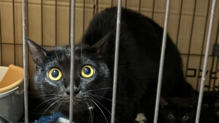 ケージの中にいる猫たち