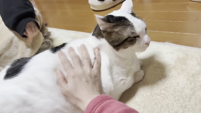 右手（ピンクの袖）と猫ちゃん