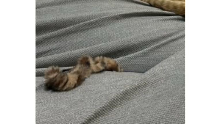 寝ている猫とシュシュ