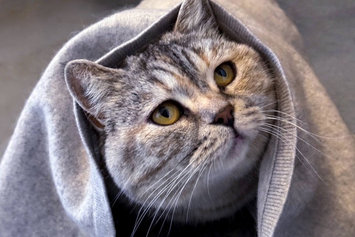 何となく浮かない表情の猫