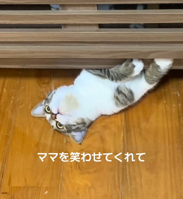 すきまからのぞく猫