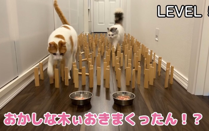 突き進む猫