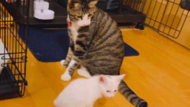 ケージから出てきた子猫