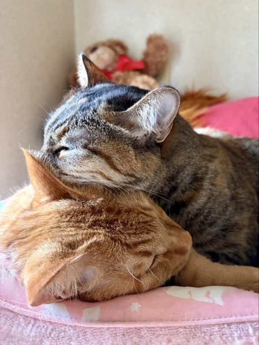 茶トラ猫の耳に顔を入れたまま眠ってしまった麦わら猫