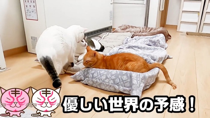 クッションに近付く猫