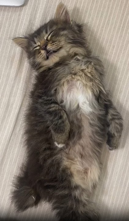 ヘソ天する子猫