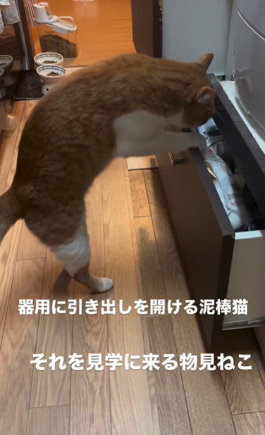 引き出しを開けている猫