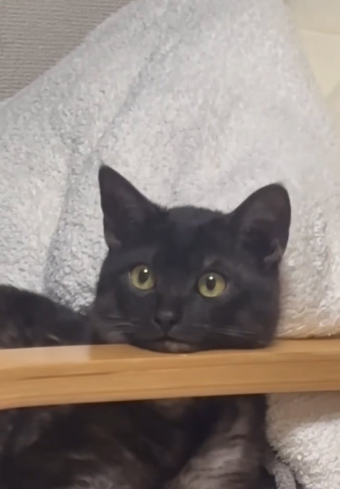 上を見る猫