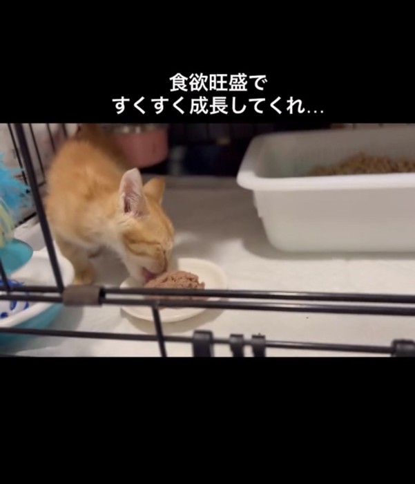 餌を食べる子猫