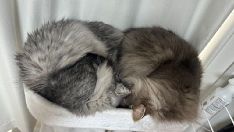 寝ている猫たち