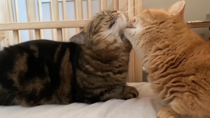 あごを毛づくろいしてもらう猫