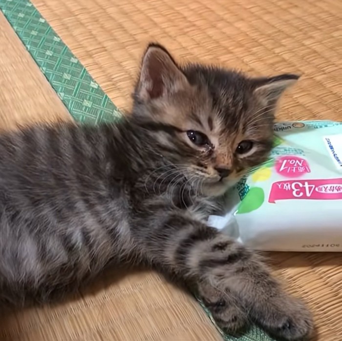 横目で見る子猫