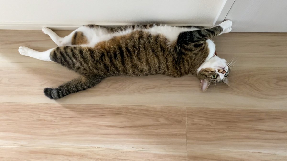猫のお腹1