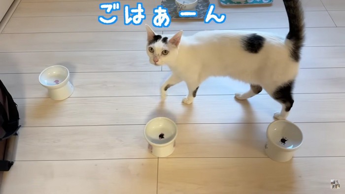 こちらを見る白黒猫